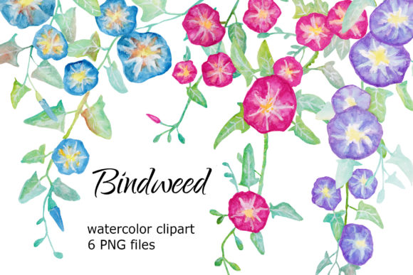 Bindweed Watercolor Clipart Review