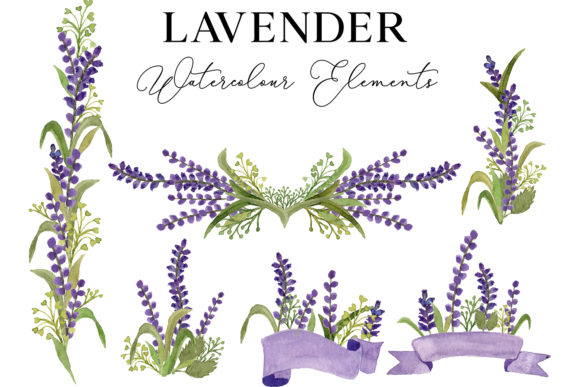Lavender Flower Watercolor Illustration