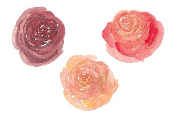 Rose Flower Set Watercolor Painting Illustrations