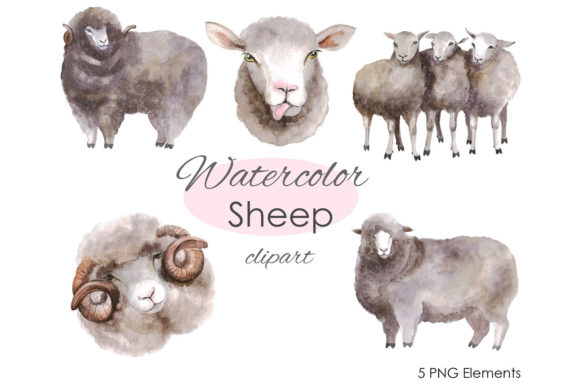 Watercolor Clipart. Sheep Art. Farm Png