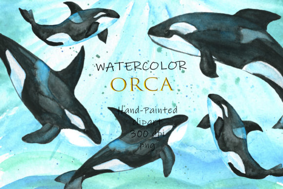 Watercolor Orca Ocean Watercolor Orca Illustrations