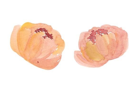 Watercolor Peony Flower Element Paint Illustrations