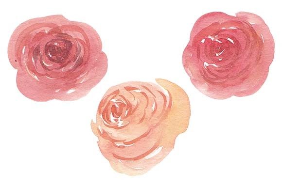 Watercolor Rose Flower Set Painting and Illustrations