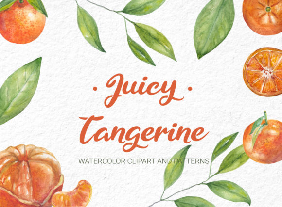 Watercolor Tangerine Clipart and Illustrations