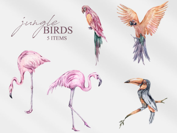 Watercolor Tropical Birds Clipart and Illustrations
